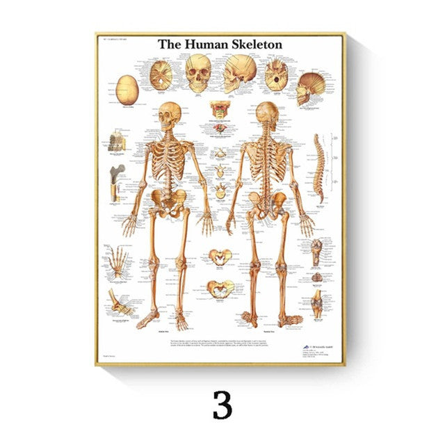 Poster anatomico