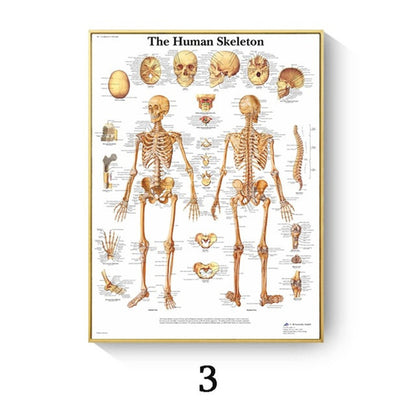 Poster anatomico