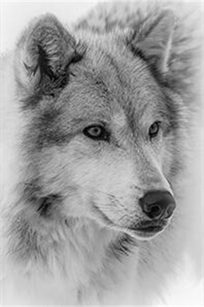 Quadro Lupo Acquerello