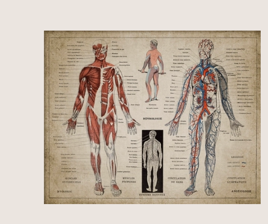 Poster anatomico
