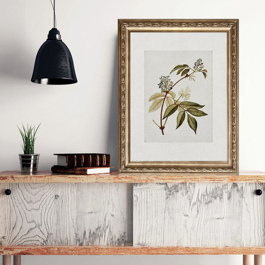 Quadro su tela Pianta botanica illustrata