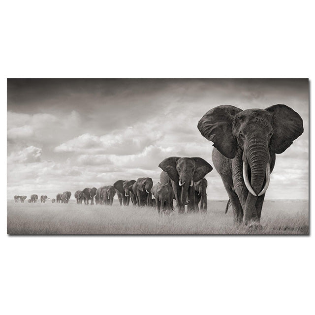 Poster elefante bianco nero