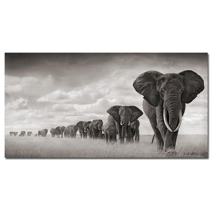 Poster elefante bianco nero