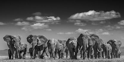Poster animali africani