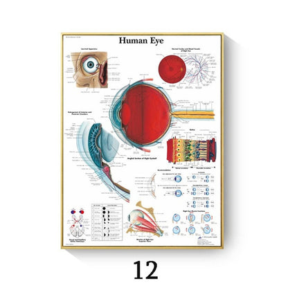 Quadro anatomico