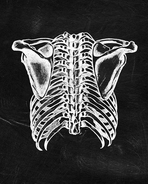 Quadro anatomico
