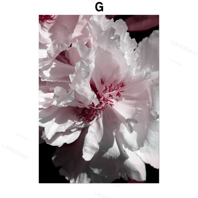 Quadro peonie