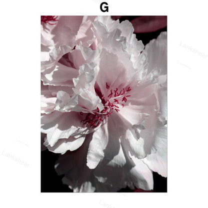 Quadro peonie