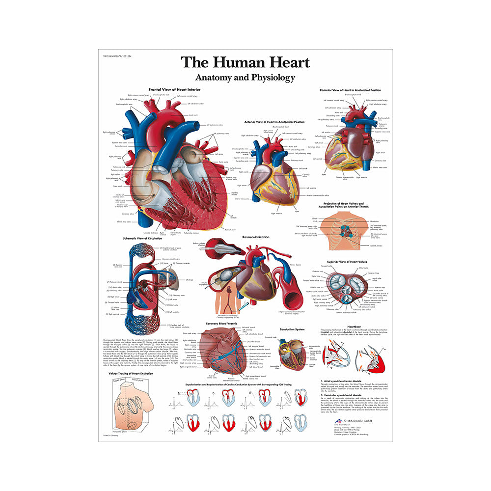 Poster educativo anatomia