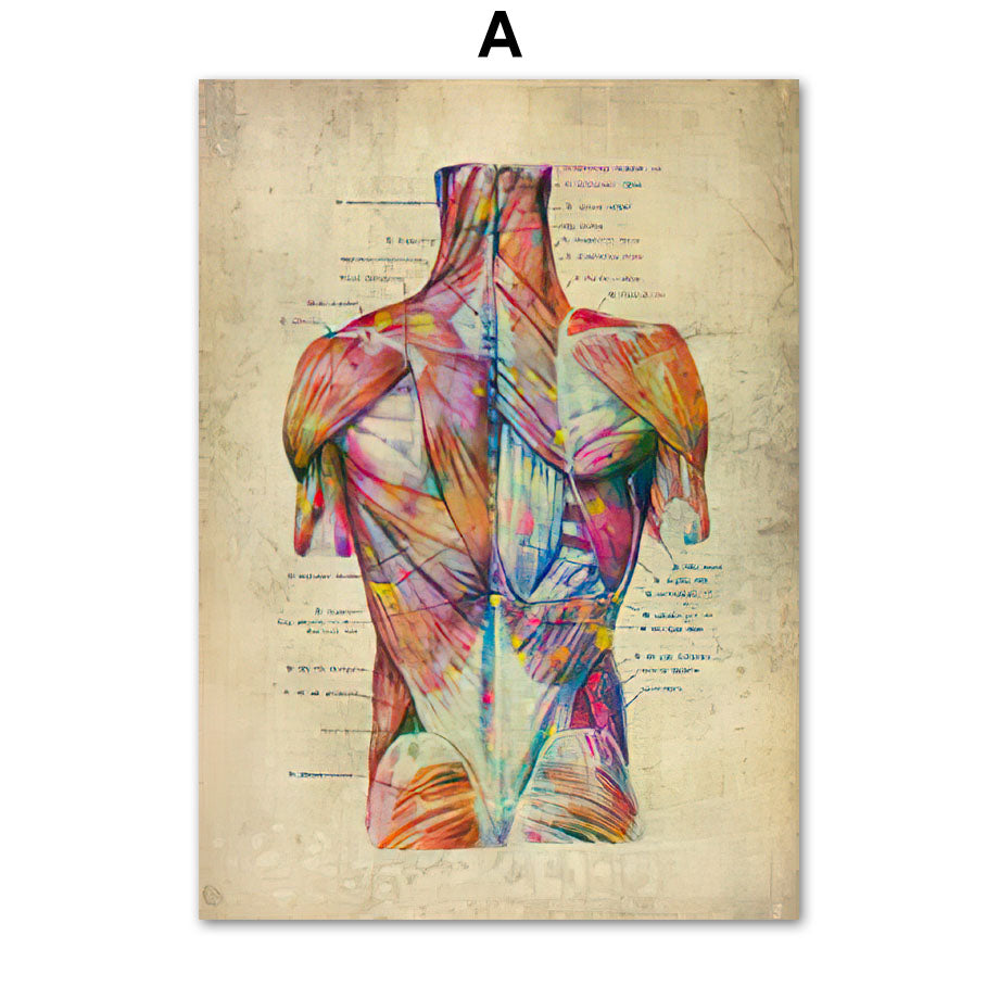 Poster Anatomico Retrò