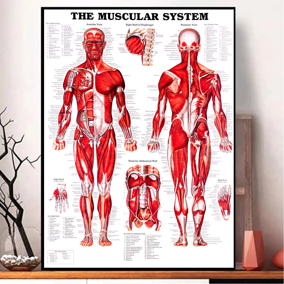 Poster anatomia umana