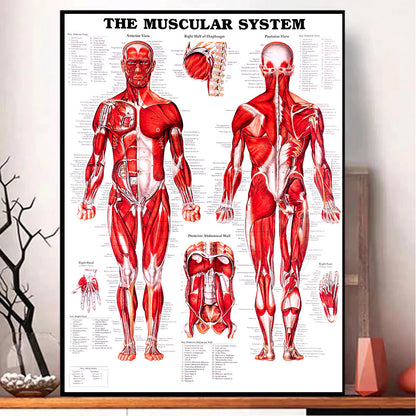 Poster anatomia umana