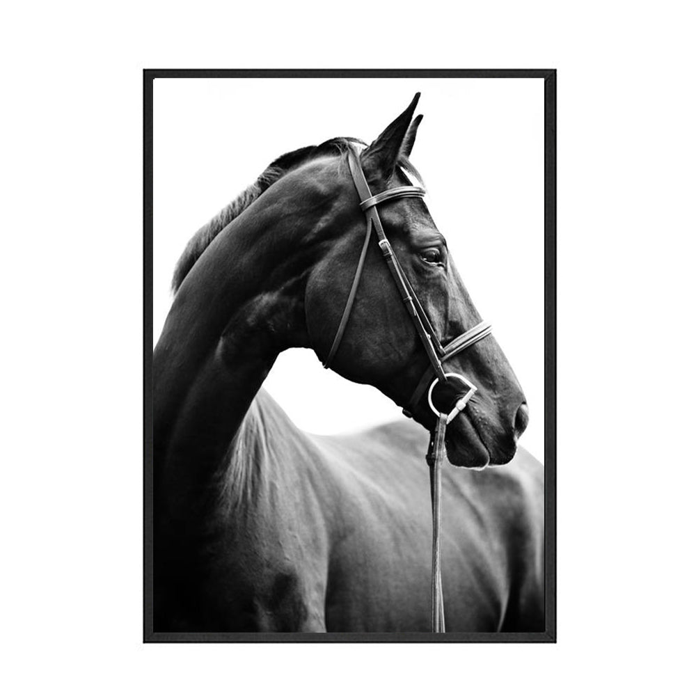 Quadro Cavallo Bianco e Nero
