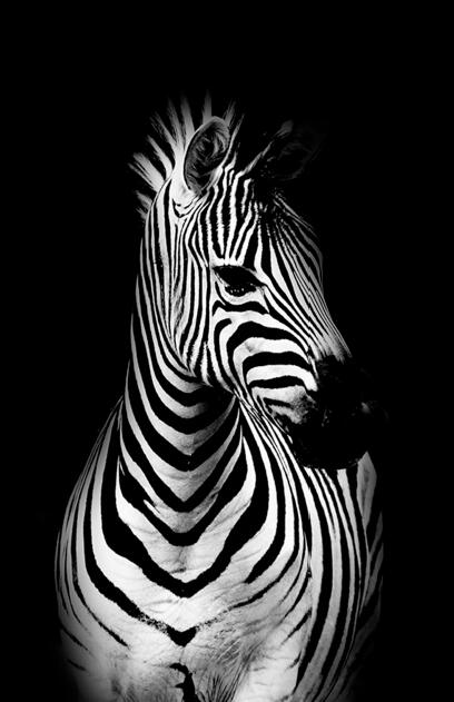Quadro animali