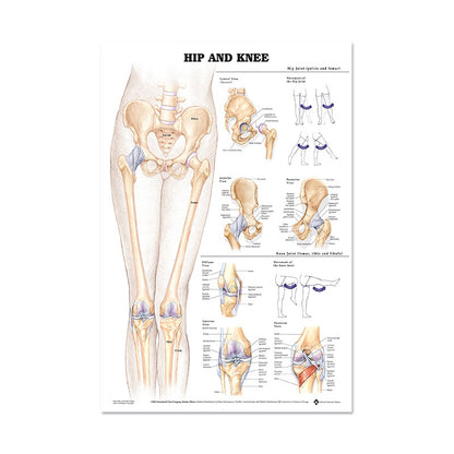 Poster Anatomico