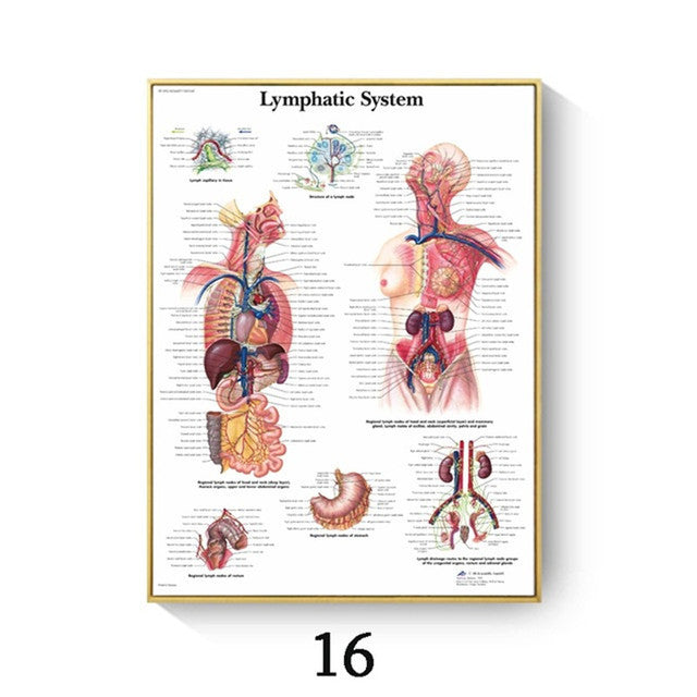 Stampa Anatomia Umana