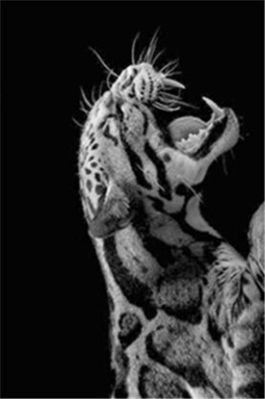 Stampa Tigre Bianco e Nero