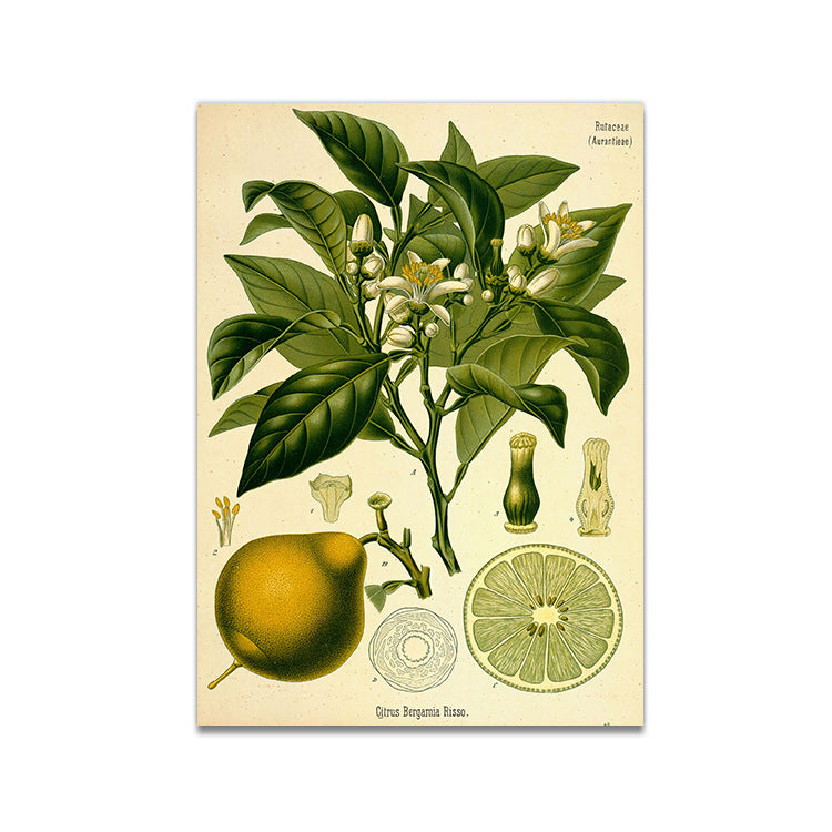 Stampa Botanica Retrò