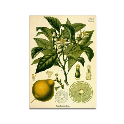 Stampa Botanica Retrò