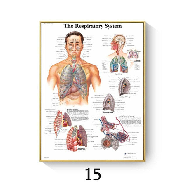 Stampa Anatomia Umana