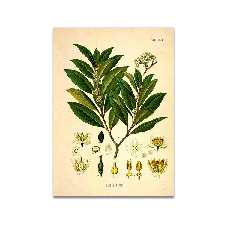 Stampa Botanica Retrò