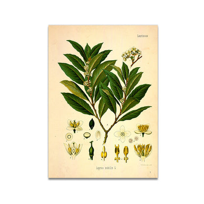 Stampa Botanica Retrò