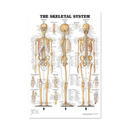Poster Anatomico