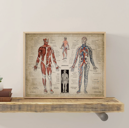 Poster anatomico