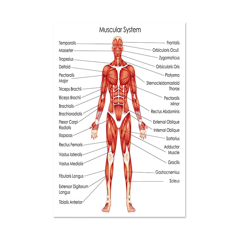 Poster Anatomico