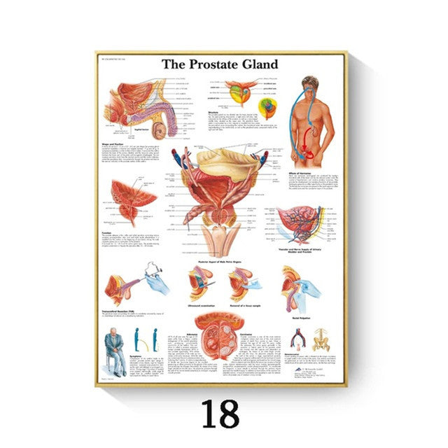 Stampa Anatomia Umana