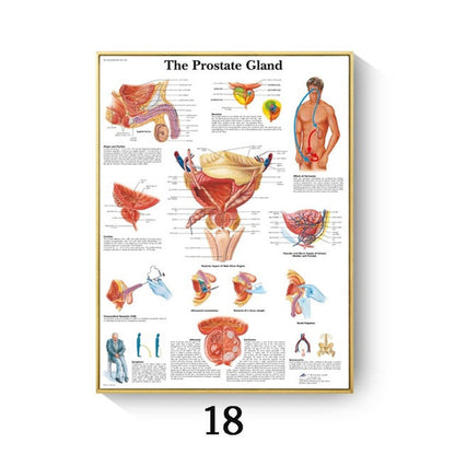 Stampa Anatomia Umana