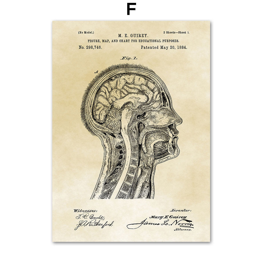 Tela Anatomia Vintage