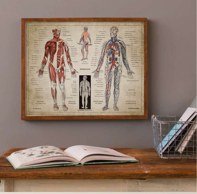Poster anatomico