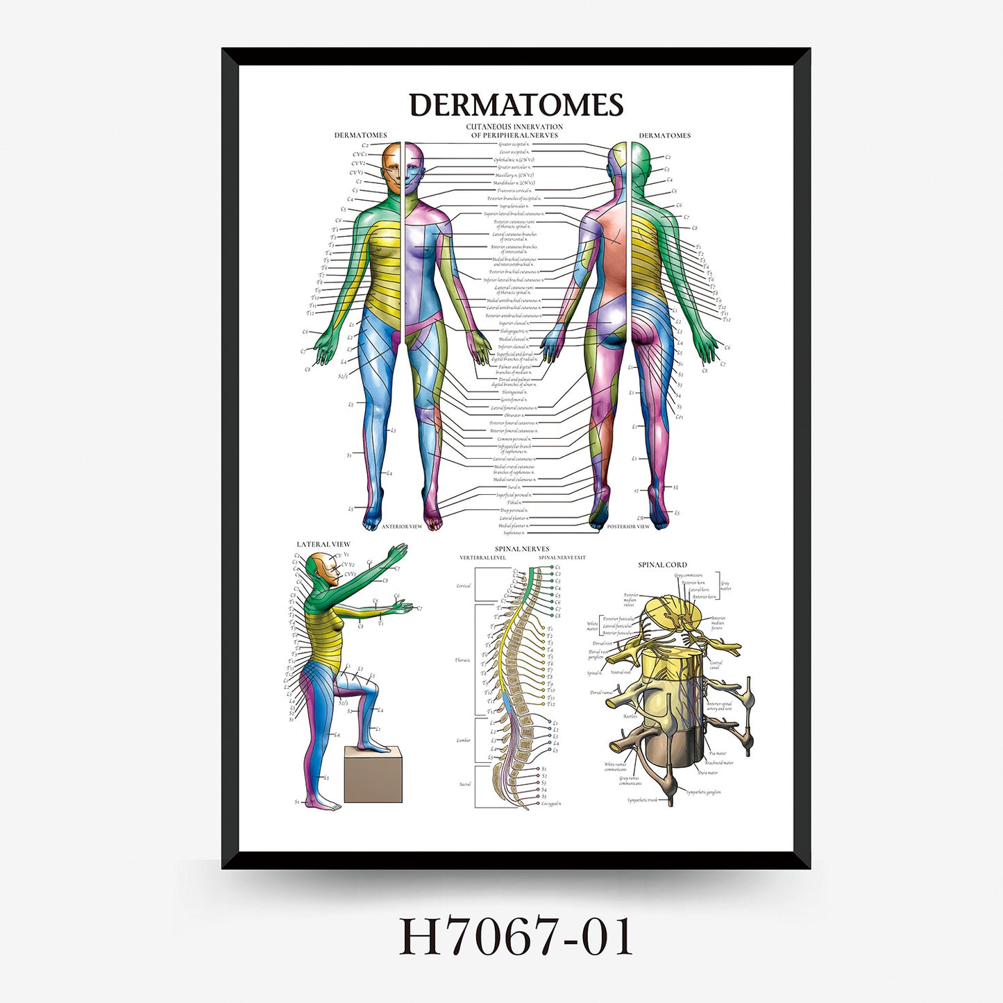 Quadro anatomia umana