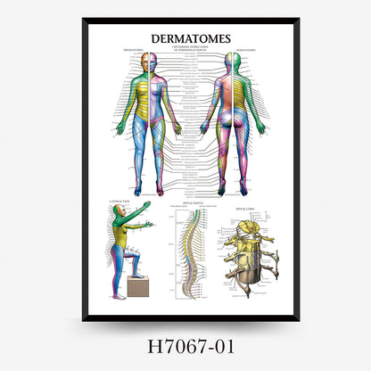 Quadro anatomia umana
