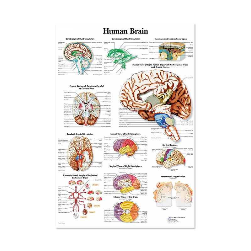 Poster Anatomico