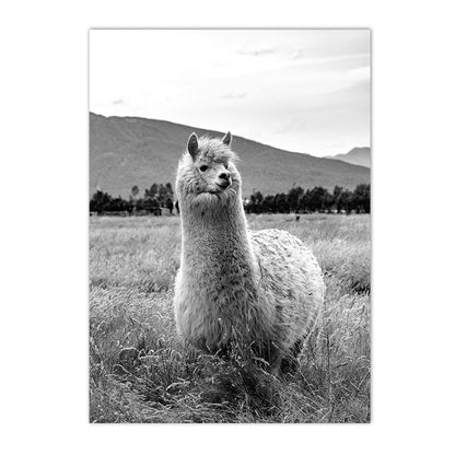 Poster cammello