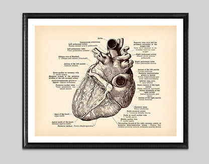 Tela anatomia vintage