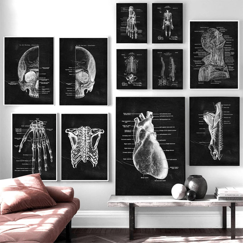 Quadro anatomico