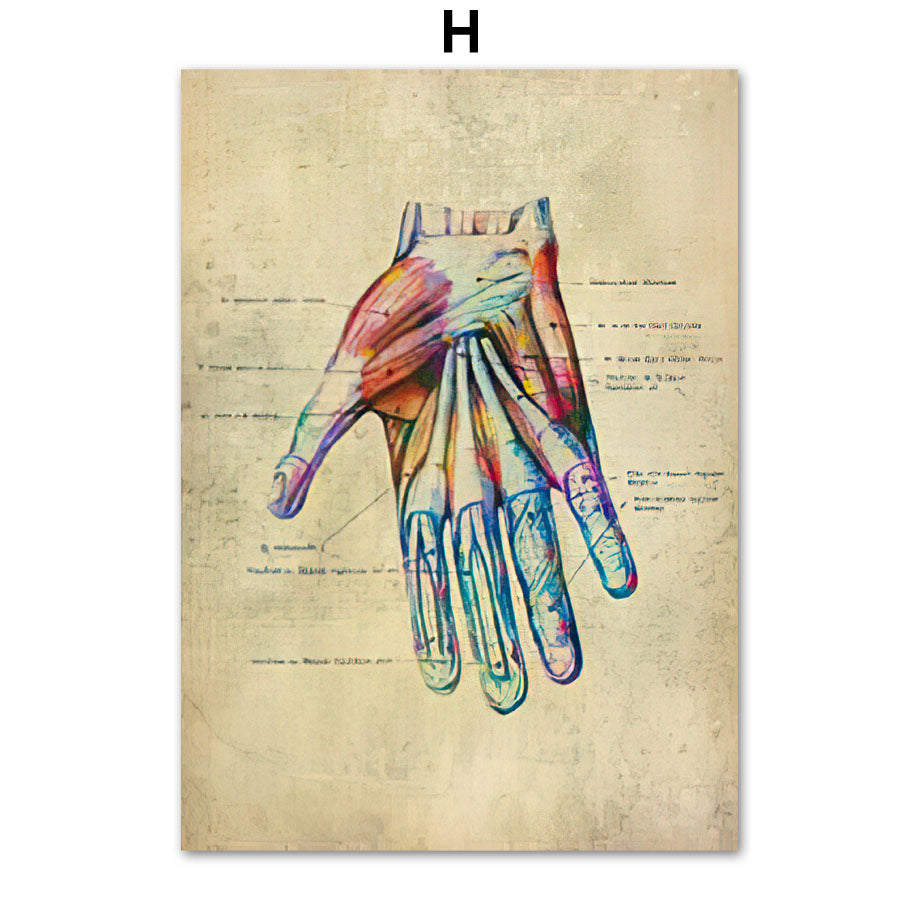 Poster Anatomico Retrò
