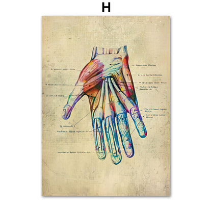 Poster Anatomico Retrò