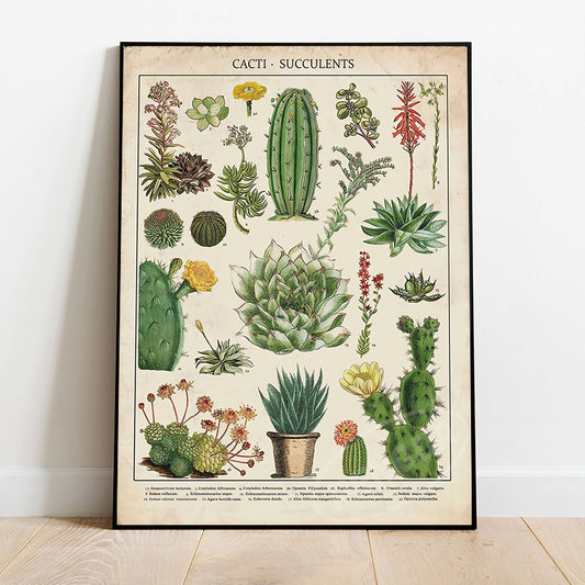 Quadro su tela Cactus e succulente