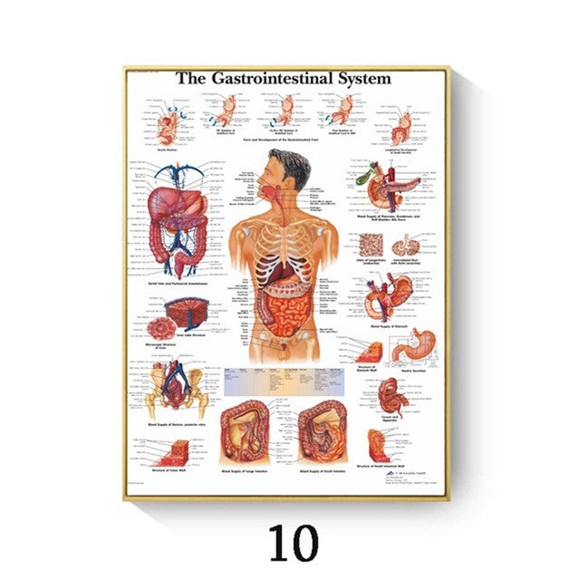 Quadro anatomico