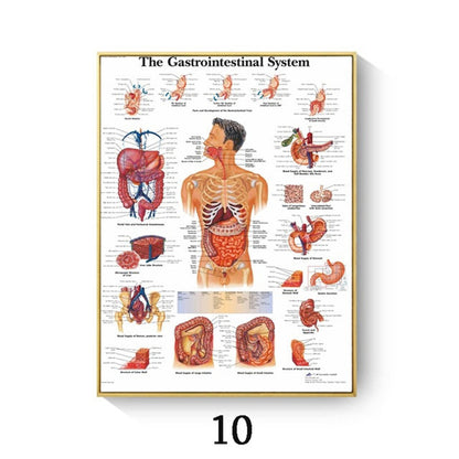 Quadro anatomico