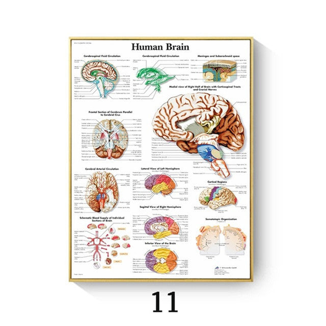 Quadro anatomico