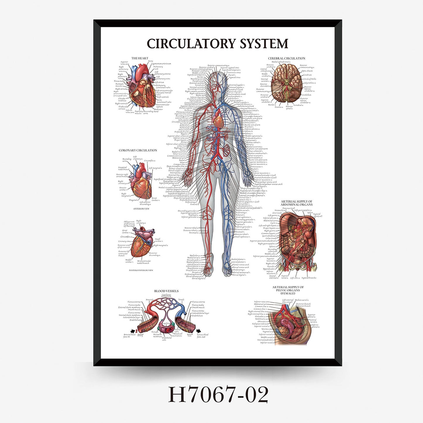 Quadro anatomia umana