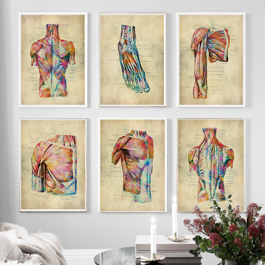 Poster Anatomico Retrò