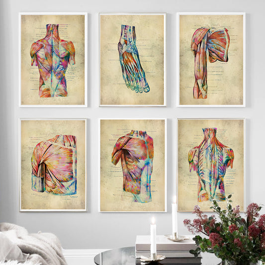 Quadro su tela Sistema muscolare umano