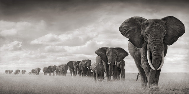 Poster animali africani