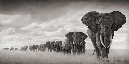 Poster animali africani